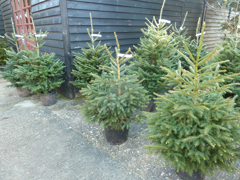 container grown nordmann fir christmas trees