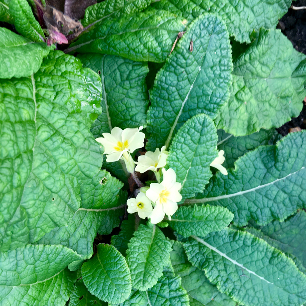 Yellow primroses... so can spring be far behind?