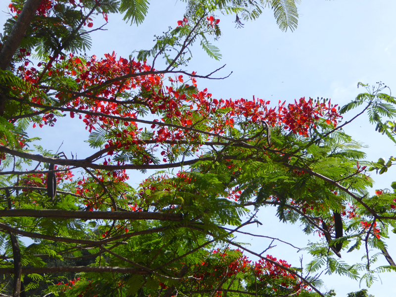 The bright red flowers of the flamboyant (in Brazil) took me back to the street trees of my home town Durban.