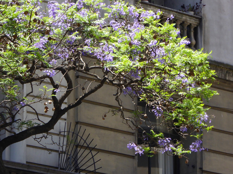 Jacaranda trees offer shade and floral colour to streets and buildings in Buenos Aires in midsummer. 