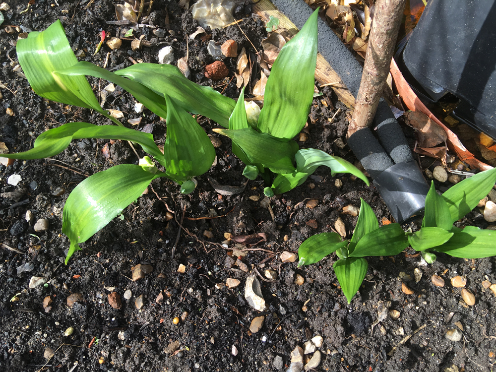 WIld garlic in my garden
