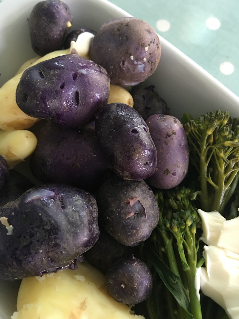 Just harvested and ready for eating, purple skins and purple flesh even when cooked, potato Vitellote. 