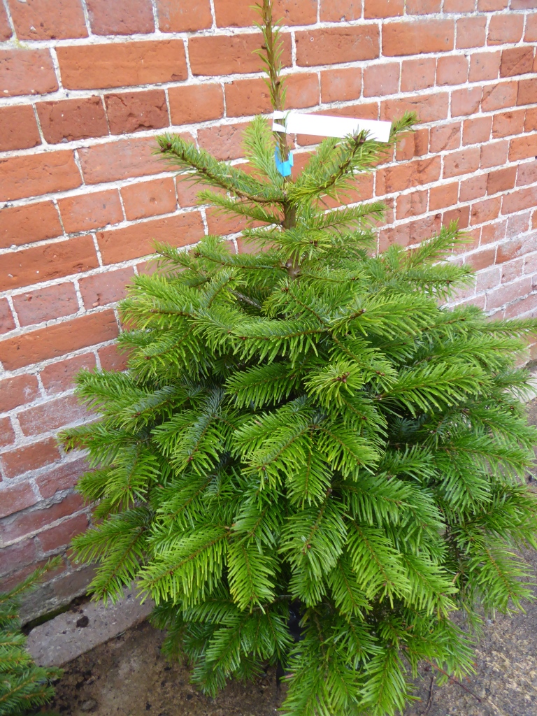 nordman fir christmas tree