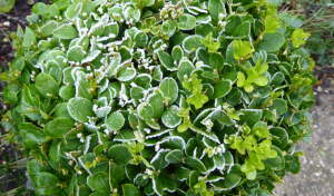herbs in winter