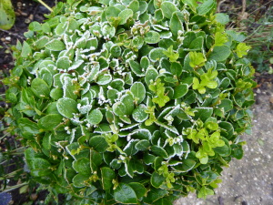 winter frost on herbs