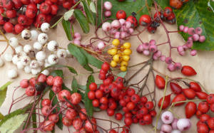 Sorbus fruits in autumn 6t40x400