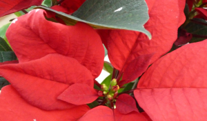 traditional red poinsettia