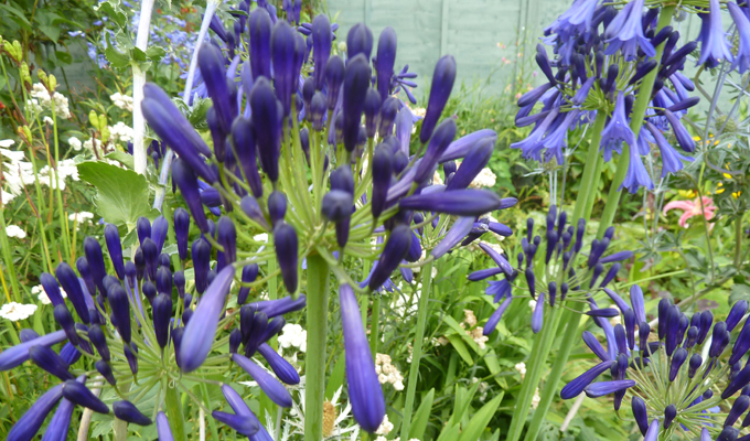 Agapanthus in the border in summer