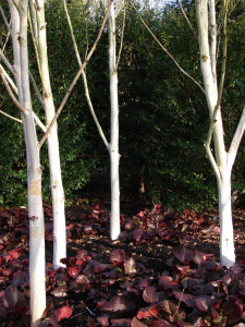 A grove of birch trees.