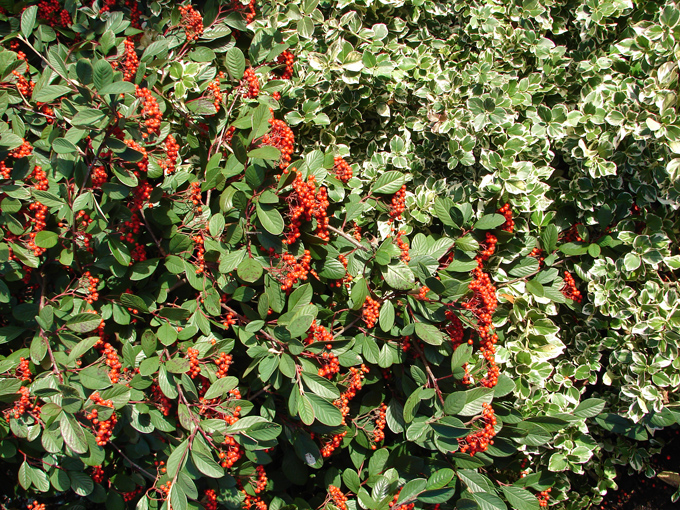  Cotoneaster berries.