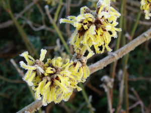 Frosted flowers of witch hazel.