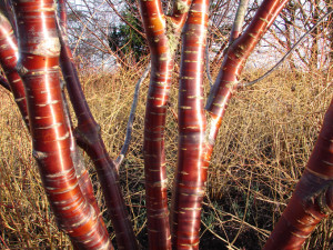 Prunus serrula in the winter walk at Anglesey Abbey.
