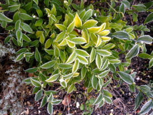 Frost on the foliage of Sarcococca confusa.