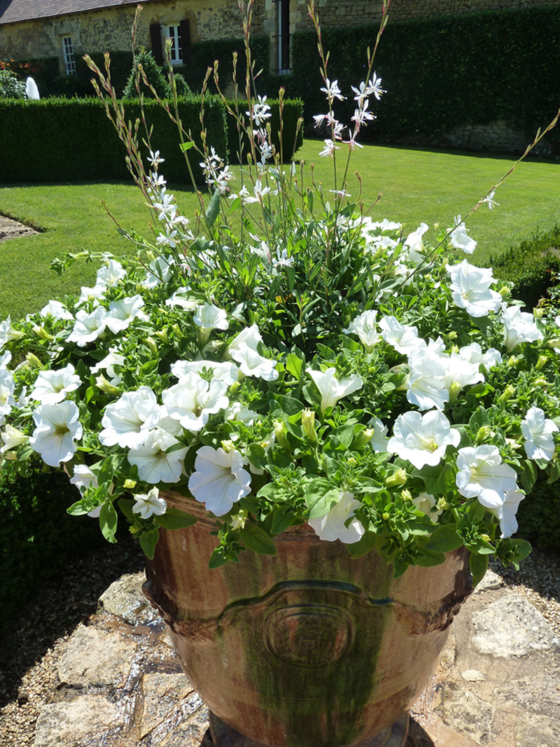 WHite Surfinias and Gaura lindheimeri keep the theme of the White Garden throughout the summer.