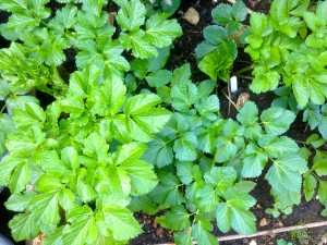 Alexander plants growing in my garden in spring 2015 from a sowing made in autumn 2014