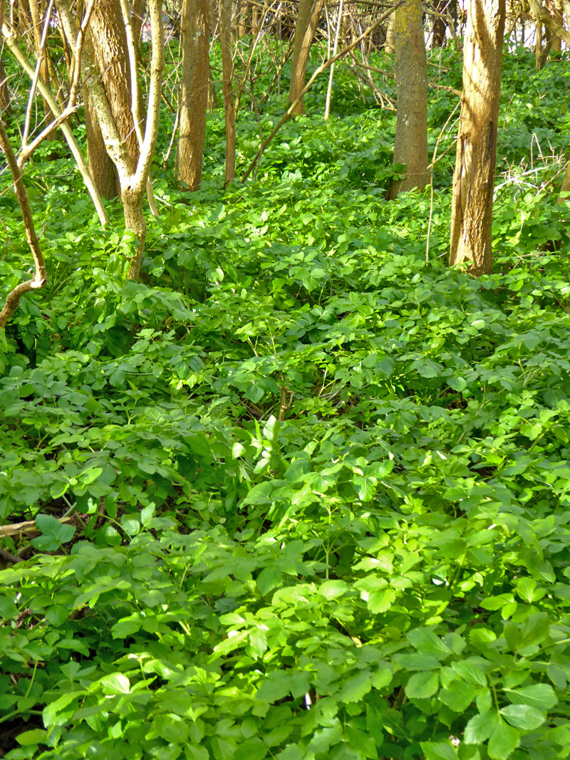The foliage of the wild plant, alexanders, makes a carpet of green along the coastal path.