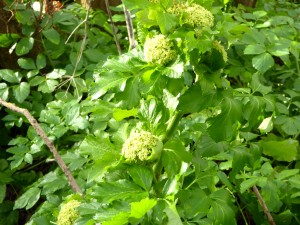 The flower buds of alexanders are also edible.