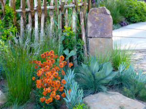Orange wallflower on the Sentebale Garden, designed by Matt Keightley