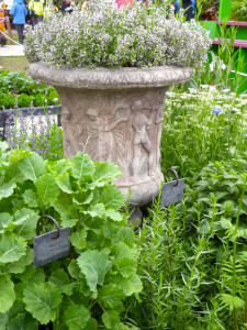 Daubenton's kale and thyme growing in a stone urn.