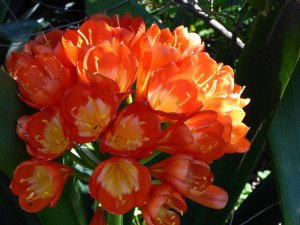 orange clivias