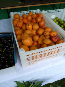 apricots in a box