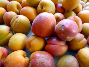 harvested apricots