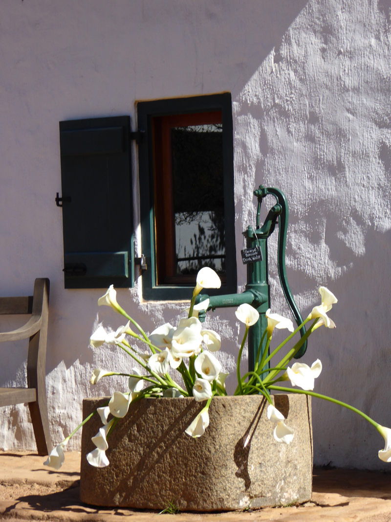 arum lilies by an old farm pump in south africa