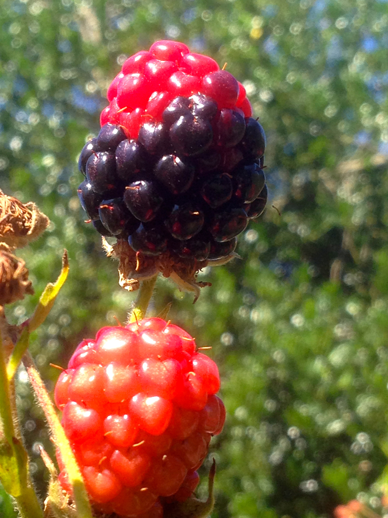 blackberries ripening in stages