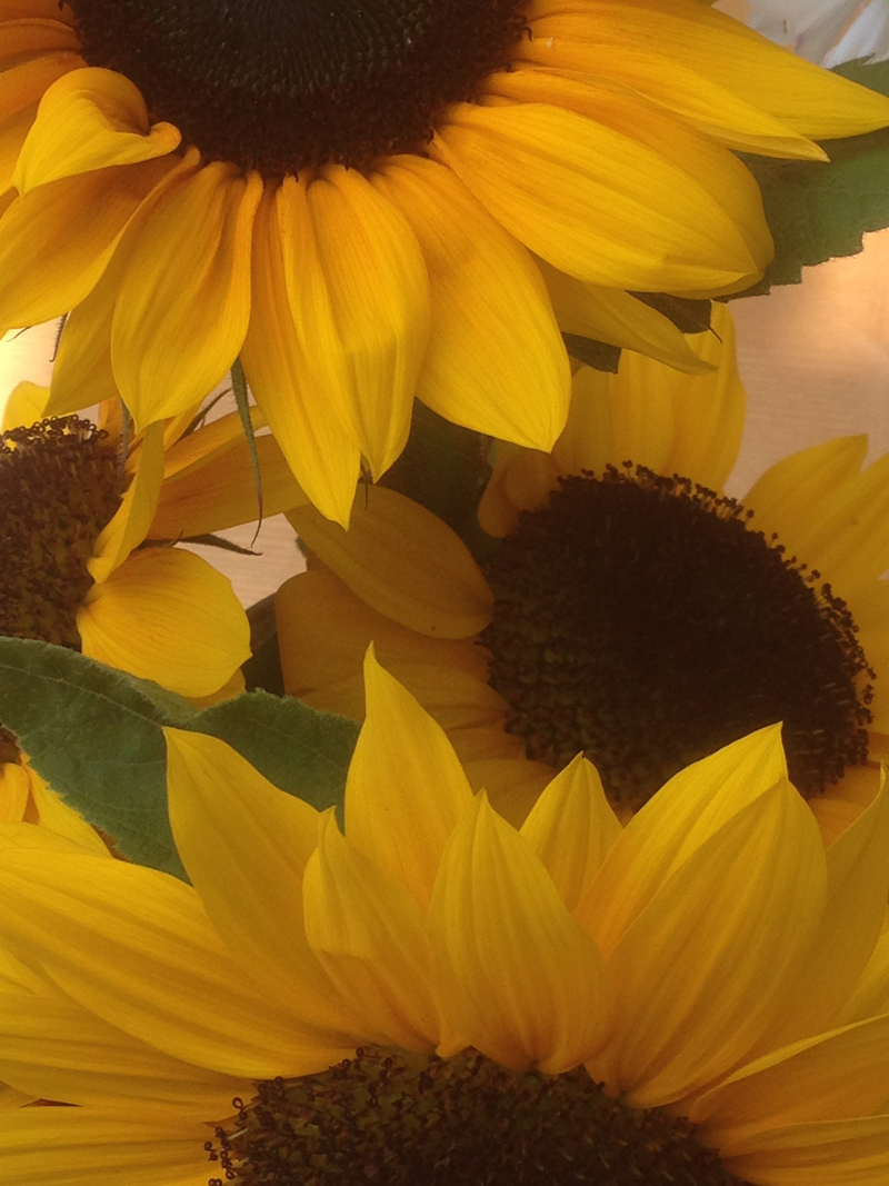 sunflowers on the plot