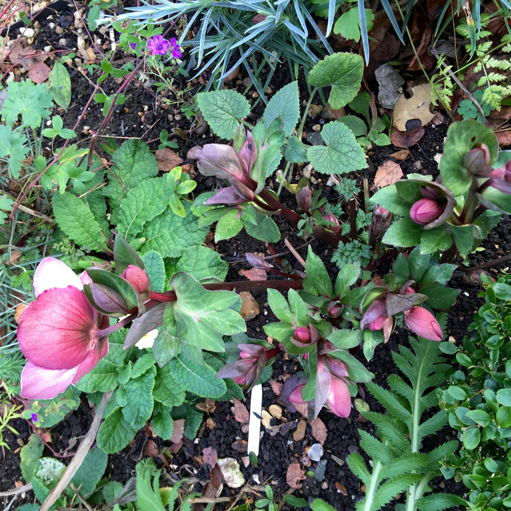 Loads of hellebore buds waiting to burst into flower.