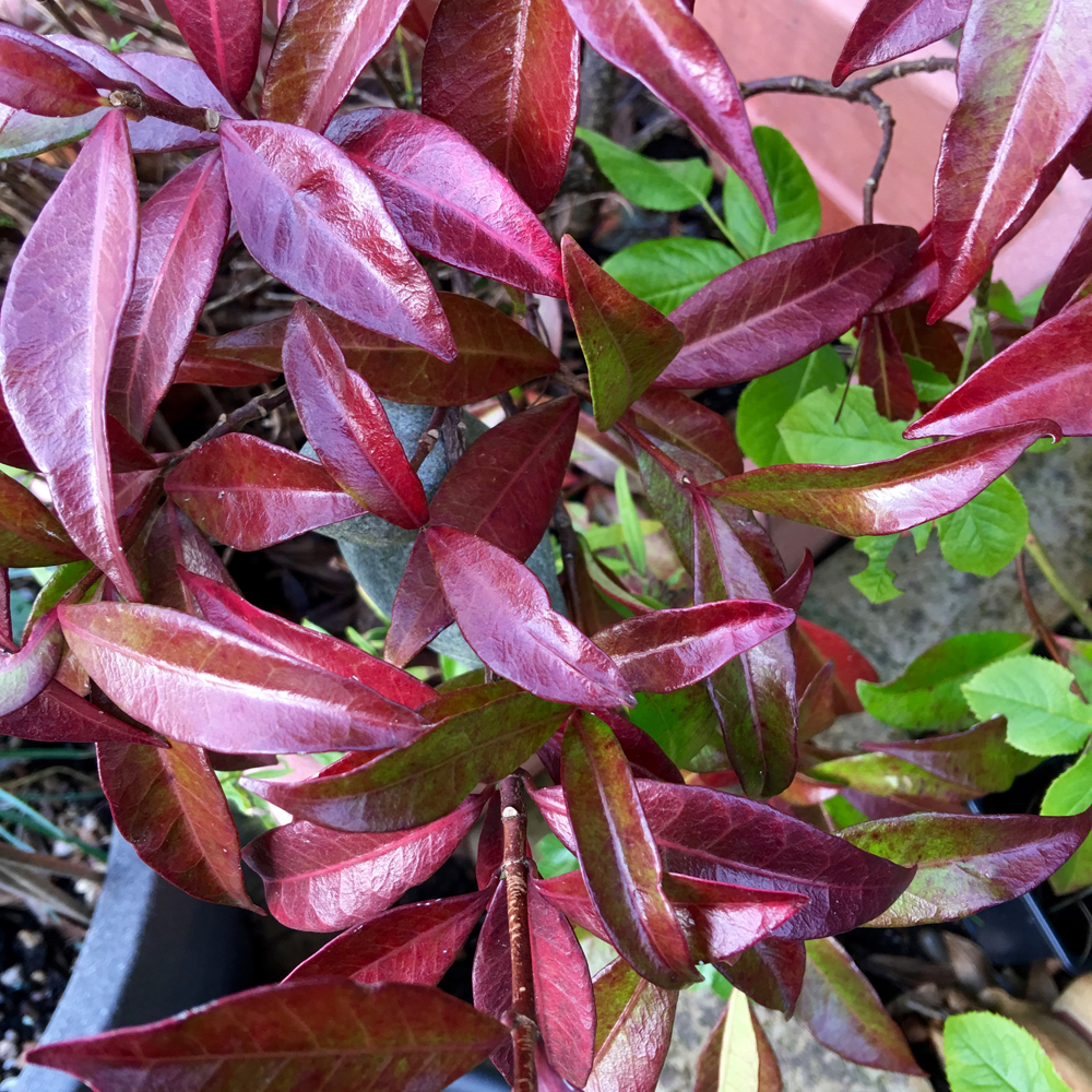 Trachelospermum jasminoides offers its burnt red foliage to brighten a winter day.