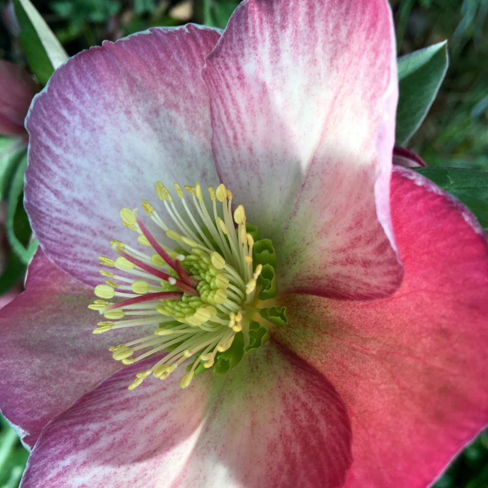 The first hellebore in bloom.