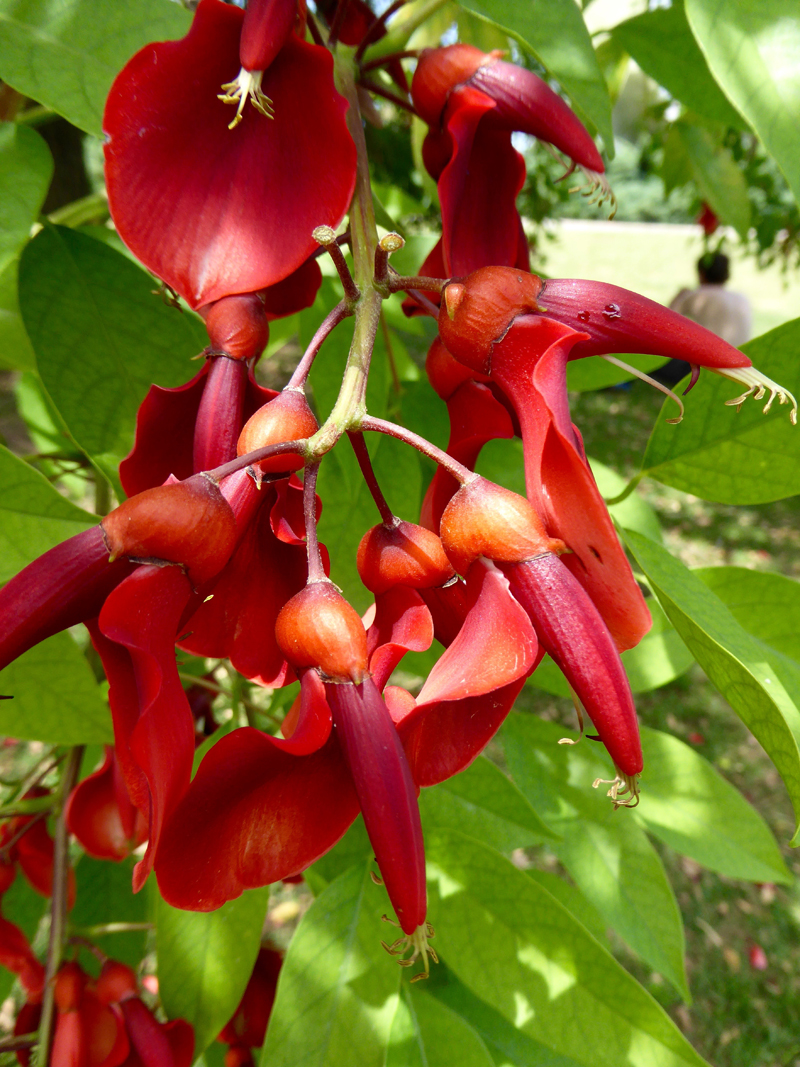 Vibrant flowers of the ceibo tree, Argentina’s national tree and its floral emblem.