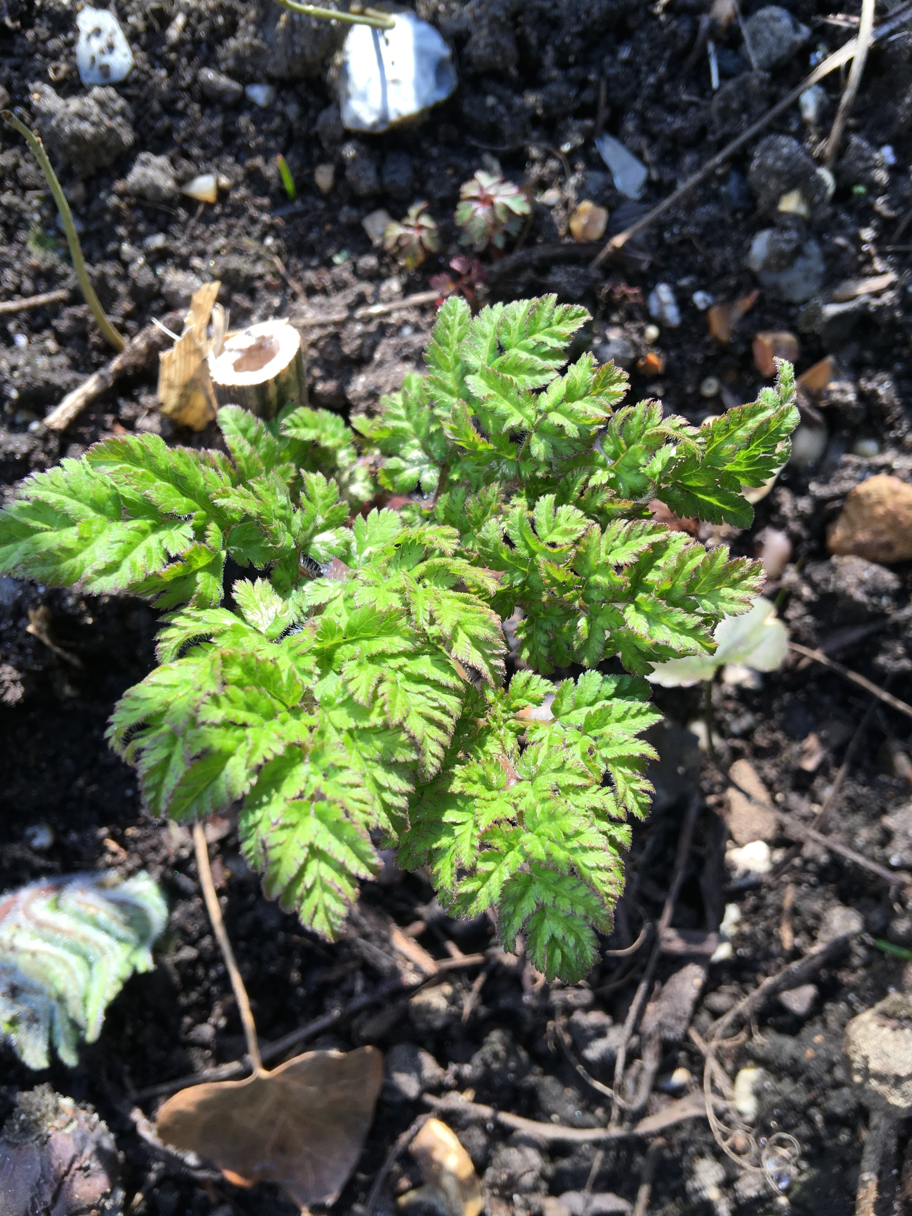 Sweet Cicely just starting to grow away in spring.
