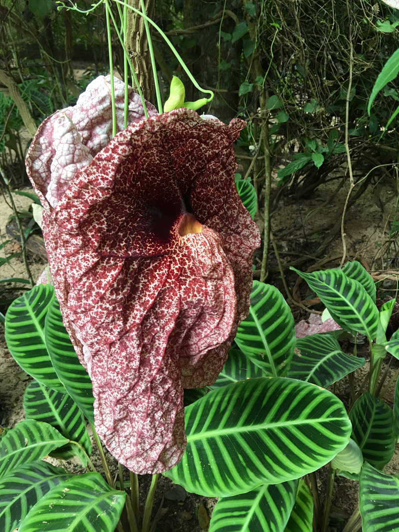 Aristolochia gigantea in the bird park in Brazil. In South Africa where I grew up our school fences were covered in a smaller-flowered species, which we knew as Dutchman’s pipe and loved for its wonderful basket-like seed arrangement.