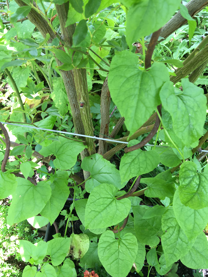 The Caucasian spinach plants are scrambling up the supports and twining around other plants.