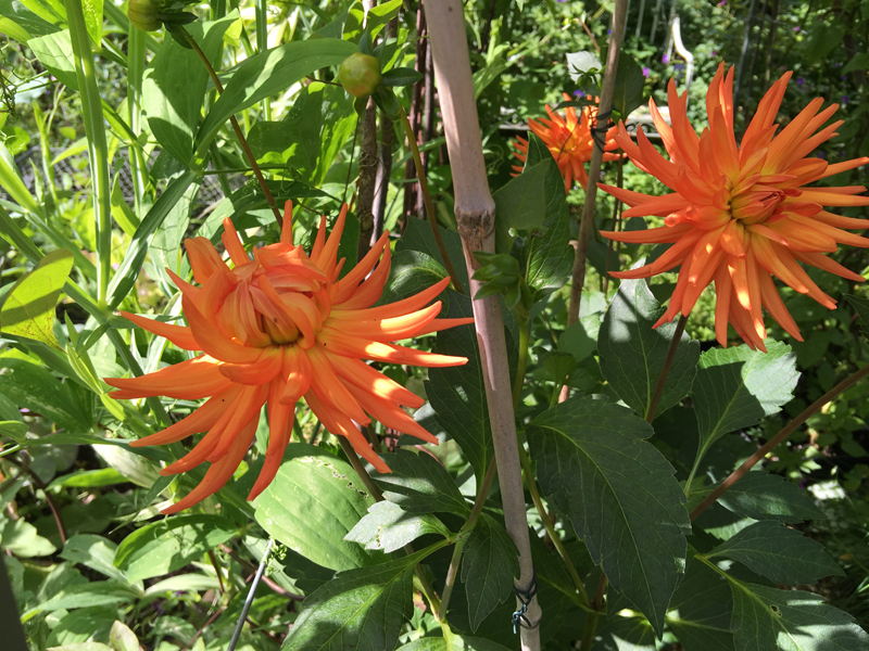 ‘Andries Orange As’ keeps on blooming and has brightened the flower garden for several weeks already this summer.
