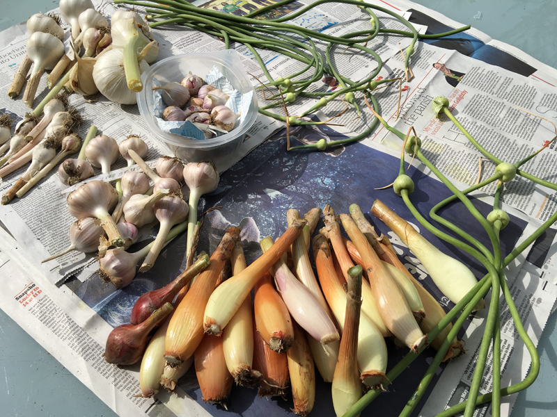 A little hoard of garlic and banana shallots from the allotment and the home garden, should keep the vampires away!