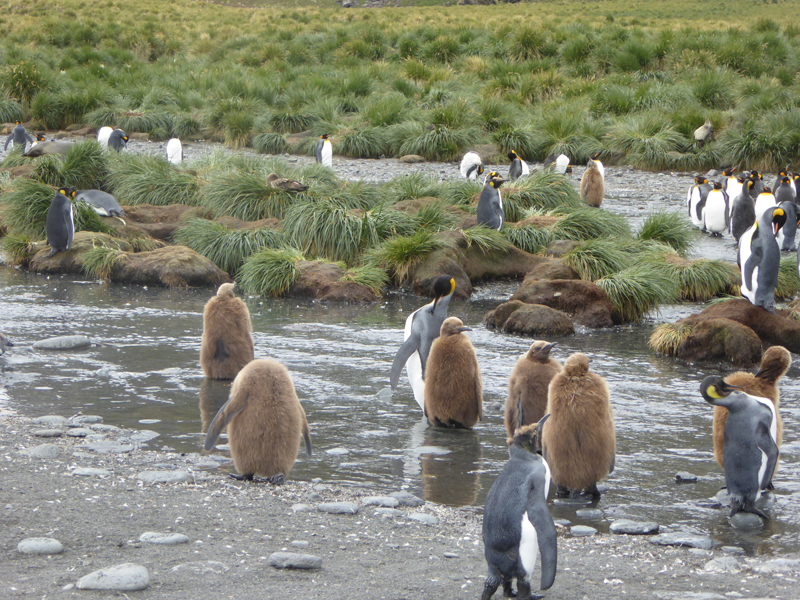 Seals and penguins shelter and nest on and under tussock grass.