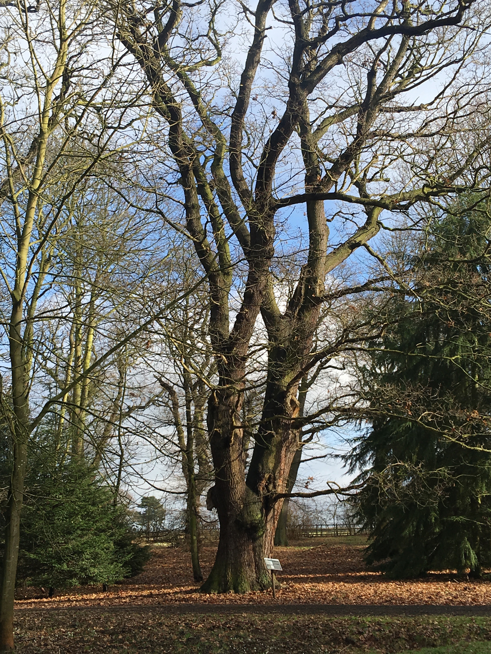 oak tree at hodsock priory