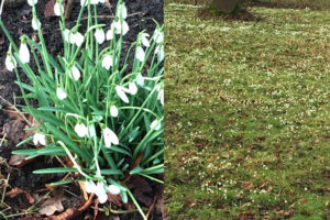 snowdrops at Hodsock Priory