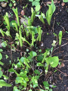 lily-of-the-valley sprouting