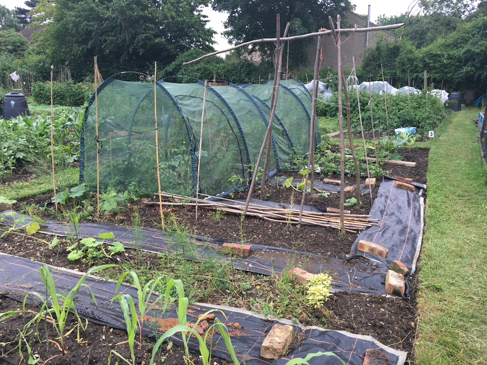 sweetcorn squash and potatoes on the allotment