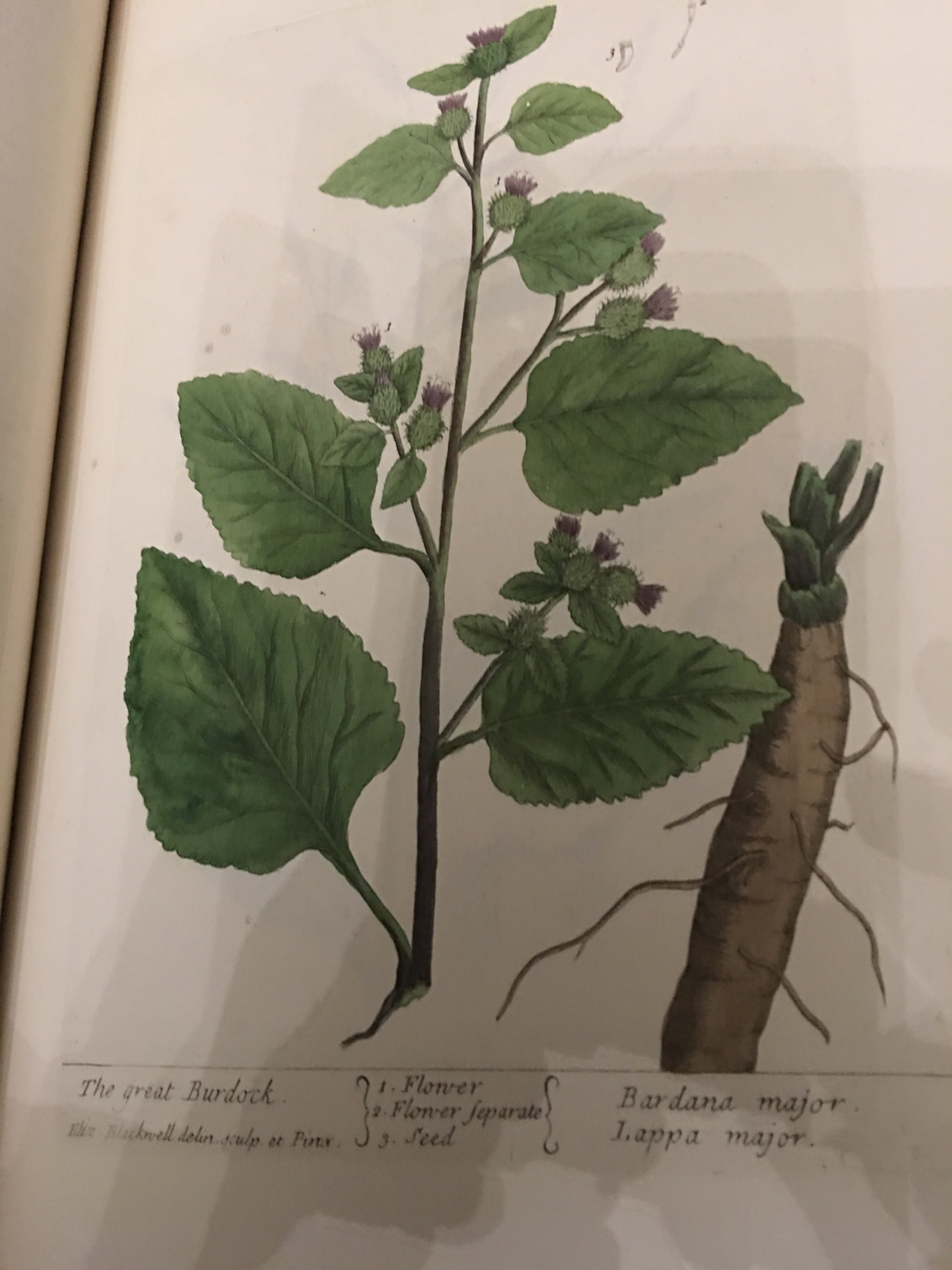 The Great Burdock from Elizabeth Blackwell's A curious herbal
