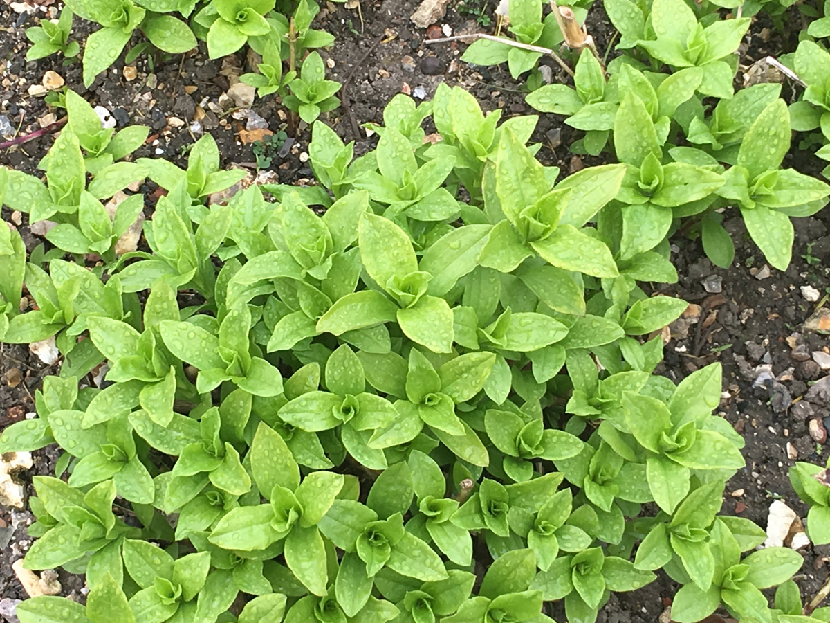 soapwort at chawton house herb garden