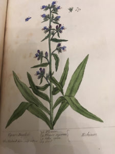 echium from elizabeth blackwell's a curious herbal