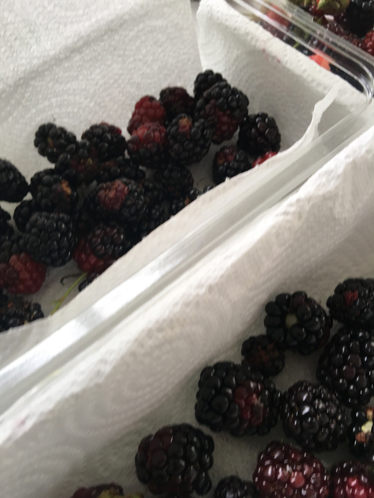 harvest of blackberry Ouachita