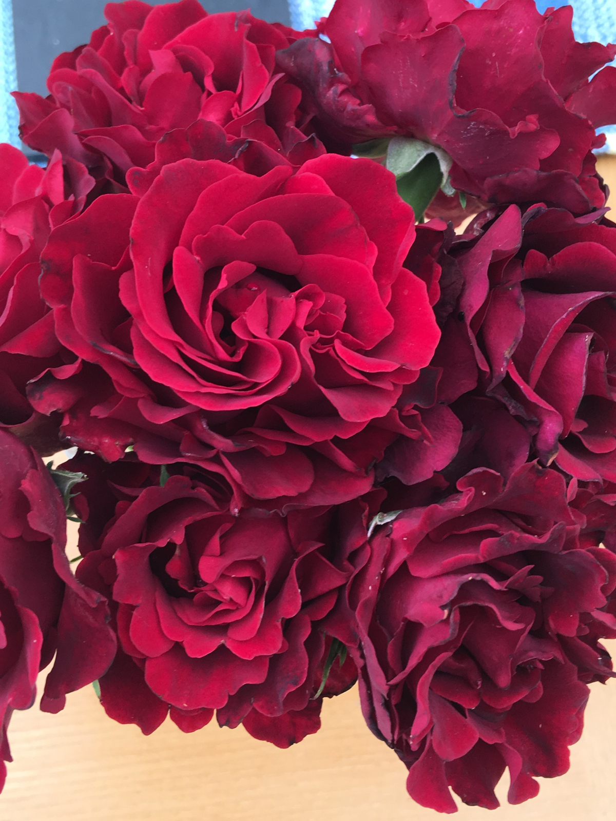 rose named after barbara segall