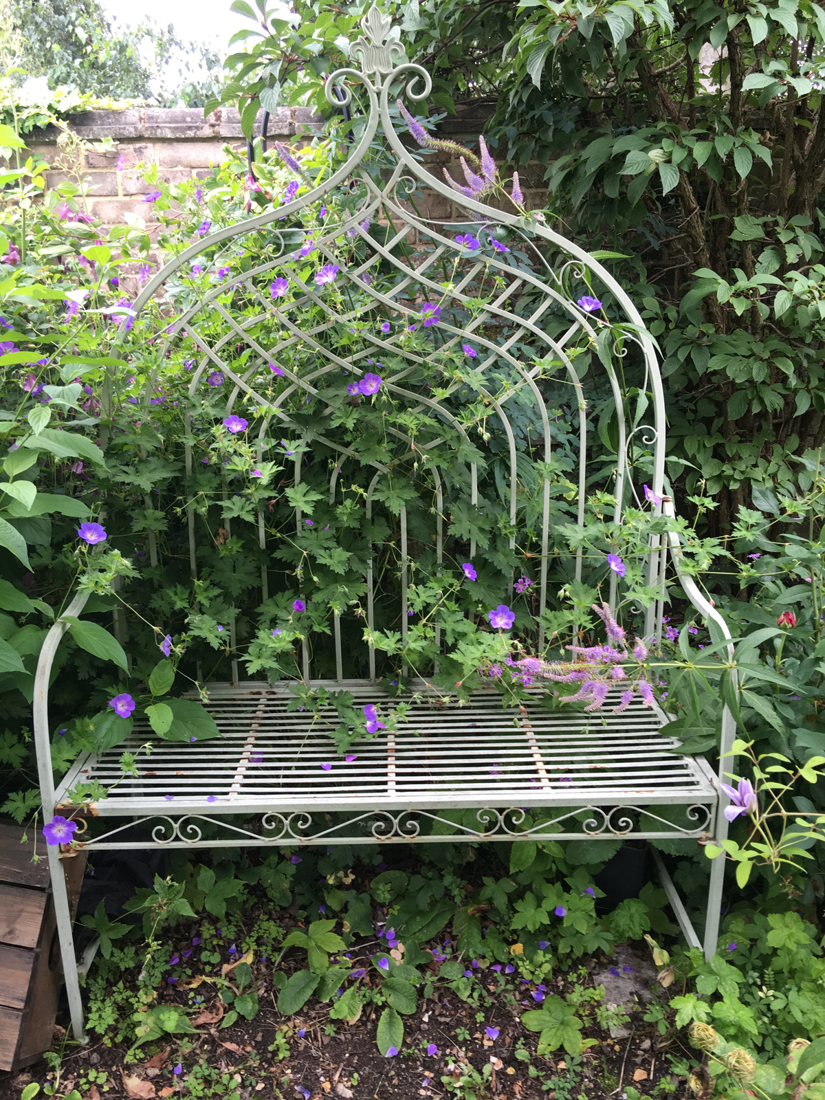 bench surrounded by geranium