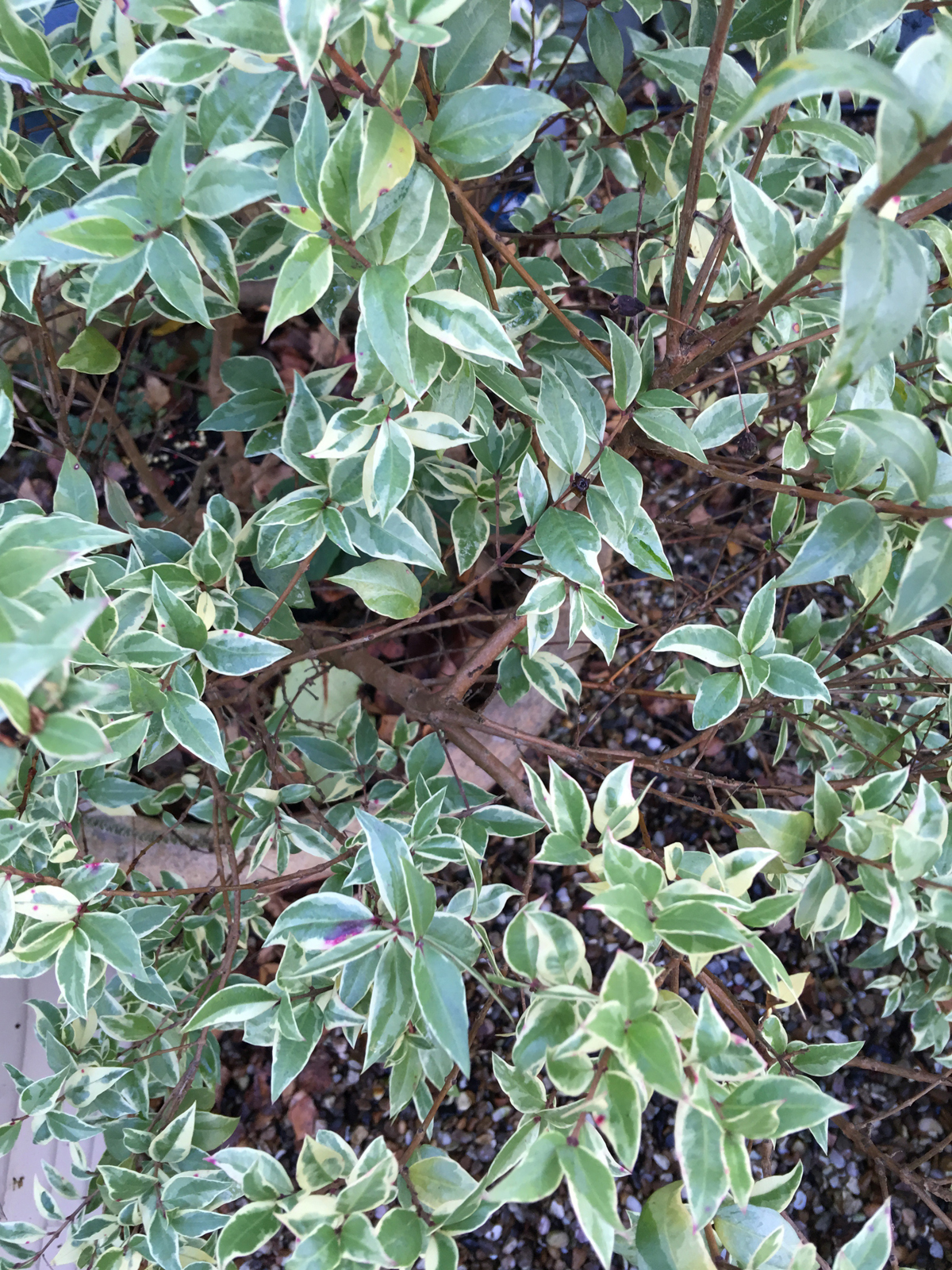 variegated myrtle
